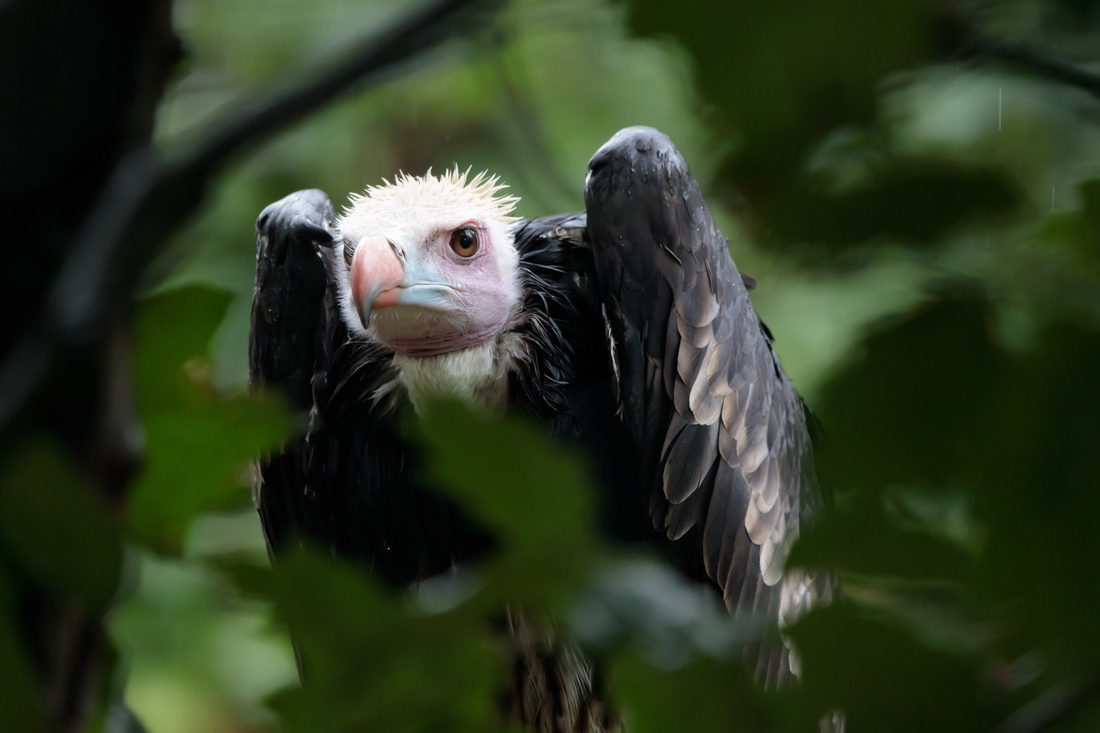  White-headed vulture